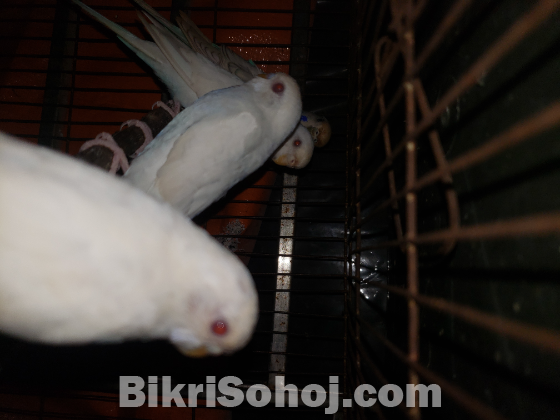 Albino budgrigar bird